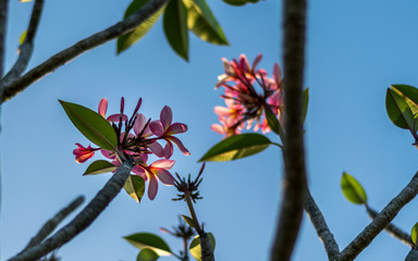plumeria flower