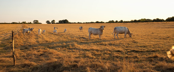 Fototapeta na wymiar Vache dans les champs en France