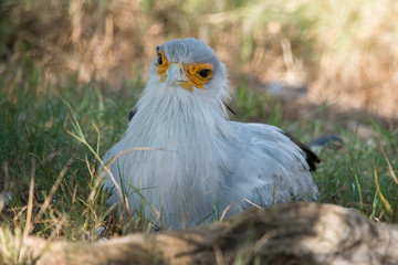 Secretary Bird