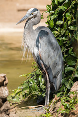 Great Blue Heron