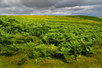 Fototapeta na wymiar Landschaft im Dartmoor / Devon, Südengland