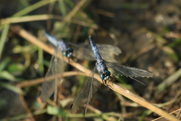 羽がボロボロ　シオカラトンボ