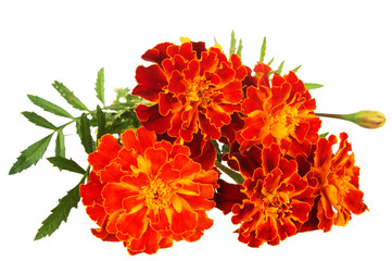 French Marigold's golden flower(Tagetes patula) isolated on white background