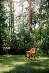 Dog Nova Scotia Duck Tolling Retriever