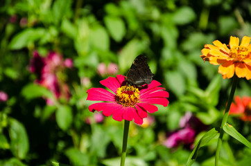Butterfly on red flowers