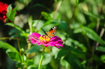Butterfly on a pink flower