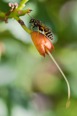 Wasp on orange flower is collecting pollen and nectar. Macro