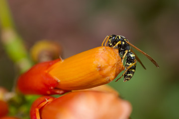 Wasp on orange flower is collecting pollen and nectar. Macro