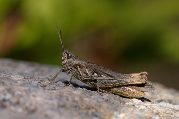 Grasshopper, Orthoptera, Caelifera