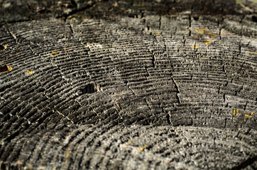 Fototapeta premium Close up, short depth of field detail of annual rings old tree.