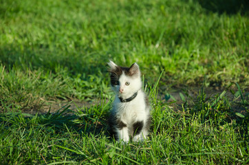 little kitten in the garden