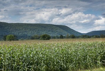 Summer Cornfield in the Hudson Valley