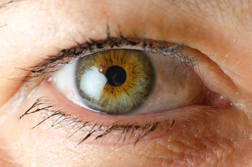 female eye