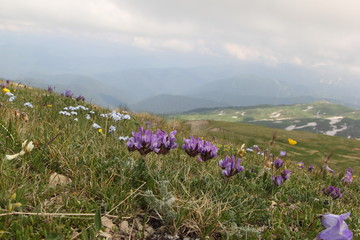 Mountain flowers