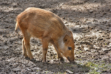 young boar foraging for food