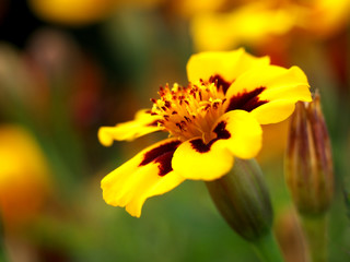 yellow and brown flower macro