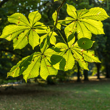 Chestnut leafes on a sunny evening in autumn