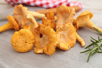 girolles 02092016 