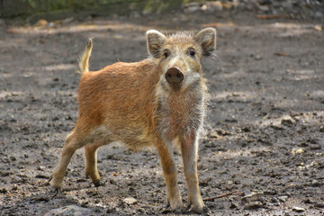 Fototapeta premium curious young boar