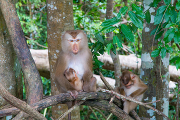 monkeys  playing on a tree branch