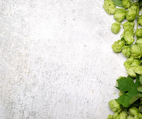 Hop twig over gray table background. Vintage style. Beer production ingredient. Brewery. Fresh-picked whole hops close-up. Brewing concept wallpaper.