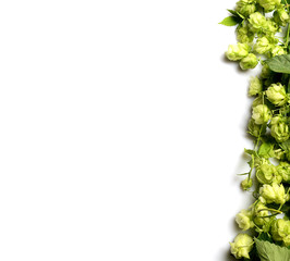 Hop twig over black background. Vintage style. Beer production ingredient. Brewery. Fresh-picked whole hops close-up. Brewing concept wallpape