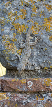 Mauergecko