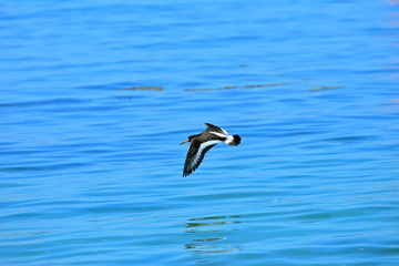 Eurasian Oystercatcher, sea bird, flying