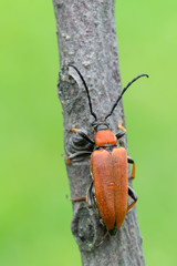 the Red-brown Longhorn Beetle - Stictoleptura rubra
