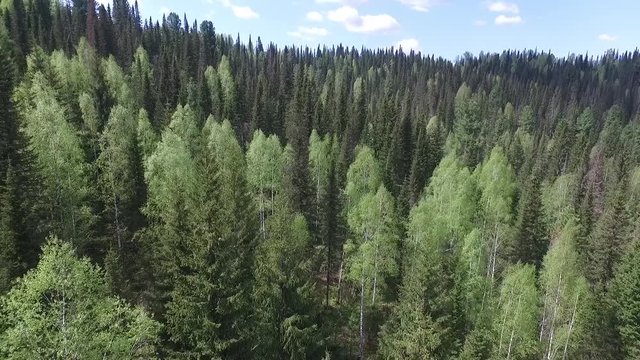 Camera movement back above the forest (quadrocopter, low flight)