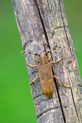 Saperda carcharias