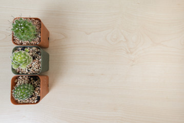 Cactus on the table,Top view shot.