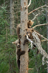 Three Alaskan brown bear cubs