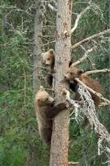 Three Alaskan brown bear cubs