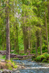 Carpathian Forest with a creak and high trees