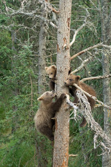 Three Alaskan brown bear cubs