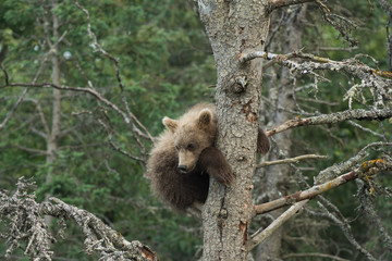 Cute Alaskan brown bear cub