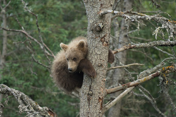 Cute Alaskan brown bear cub