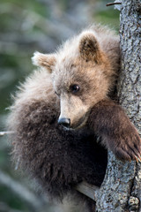 Fototapeta premium Alaskan brown bear cub