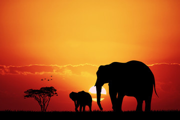 Fototapeta premium elephants in African landscape
