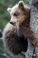 Fototapeta premium Alaskan brown bear cub