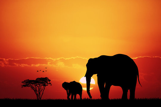 elephants in African landscape