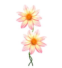 Flowers isolated on white background.