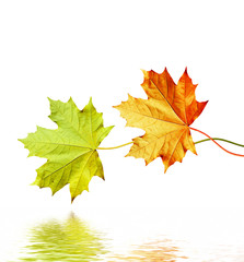 autumn leaves isolated on white background.