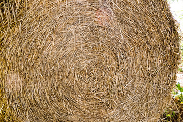 Round bale of straw close-up..