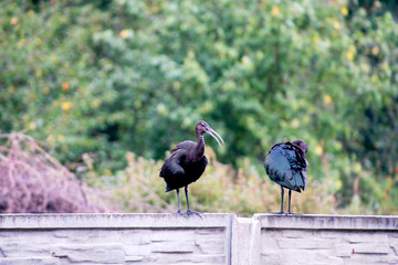 The Plegadis falcinellus bird. (Threskiornithidae). Glossy Ibis in wildlife. Unusual african wading bird.
