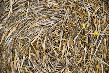 Round bale of straw close-up..