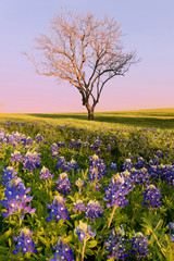 Wild flower Bluebonnet in Texas © wisanuboonrawd