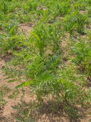 Carrots
