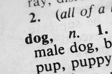 Dog